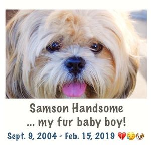 Samson Handsome is in Heaven 🐶💔 I’m Heartbroken